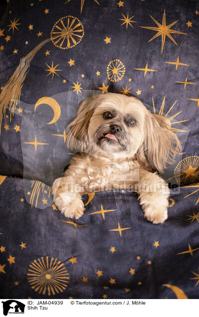 Shih Tzu / Shih Tzu / JAM-04939