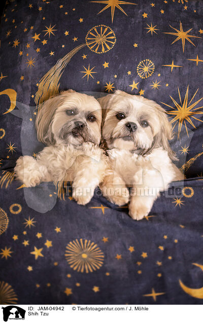 Shih Tzu / Shih Tzu / JAM-04942