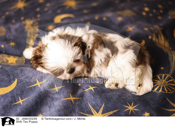 Shih Tzu Puppy / JAM-05259