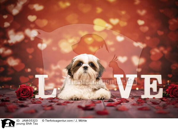 young Shih Tzu / JAM-05323