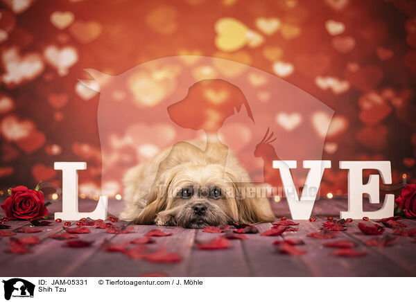 Shih Tzu / JAM-05331