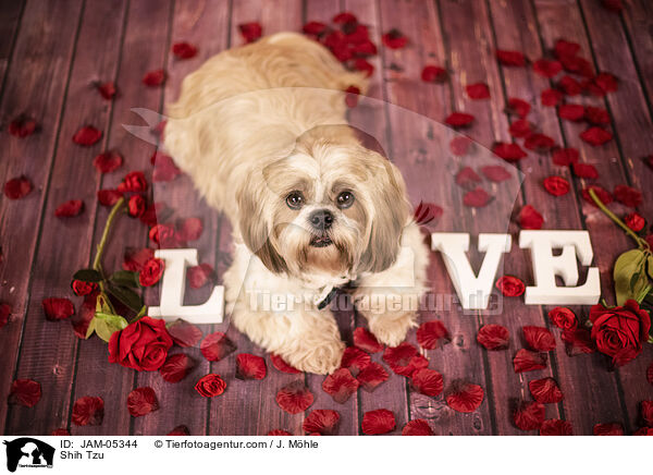 Shih Tzu / Shih Tzu / JAM-05344