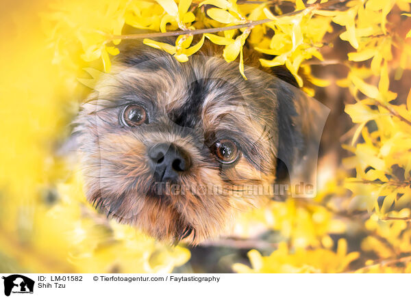 Shih Tzu / Shih Tzu / LM-01582