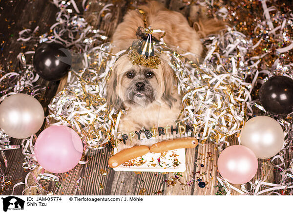 Shih Tzu / Shih Tzu / JAM-05774