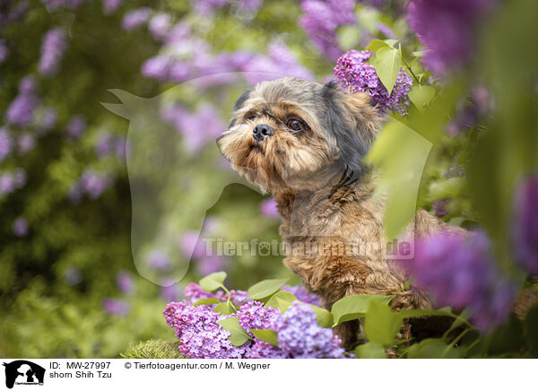 geschorener Shih Tzu / shorn Shih Tzu / MW-27997