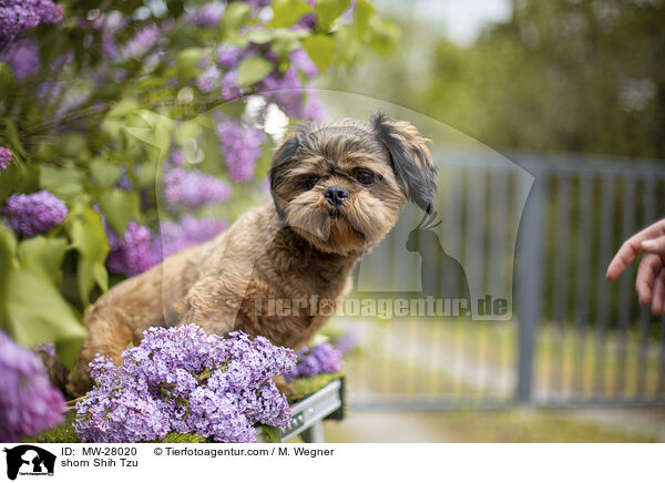 geschorener Shih Tzu / shorn Shih Tzu / MW-28020