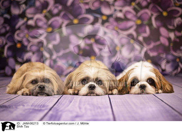 Shih Tzu / Shih Tzu / JAM-06213