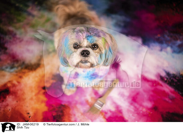 Shih Tzu / Shih Tzu / JAM-06219