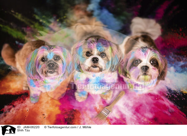 Shih Tzu / Shih Tzu / JAM-06220