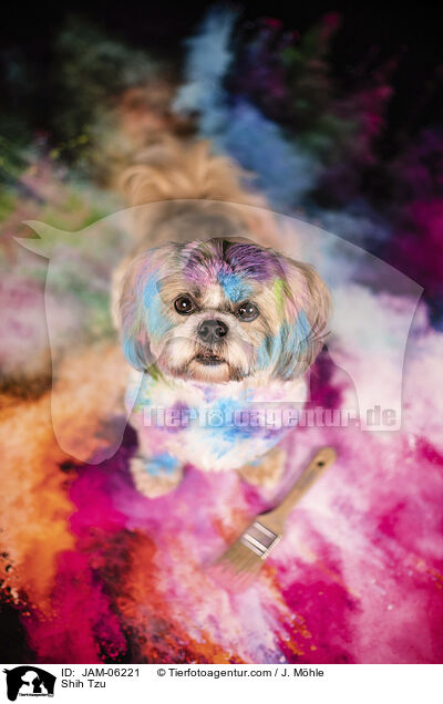 Shih Tzu / Shih Tzu / JAM-06221