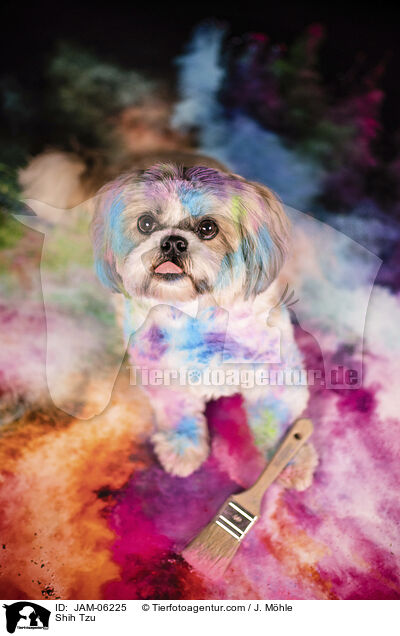 Shih Tzu / Shih Tzu / JAM-06225
