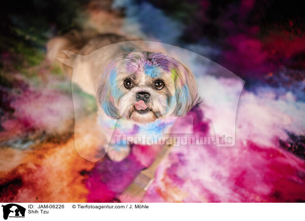 Shih Tzu / Shih Tzu / JAM-06226
