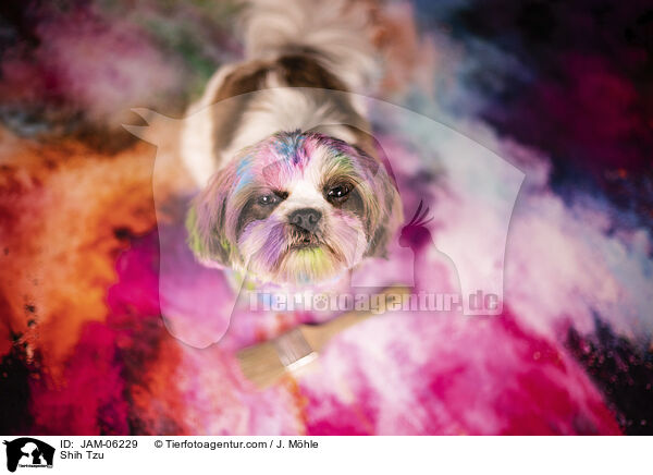 Shih Tzu / Shih Tzu / JAM-06229