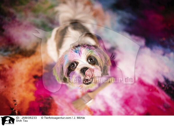 Shih Tzu / Shih Tzu / JAM-06233