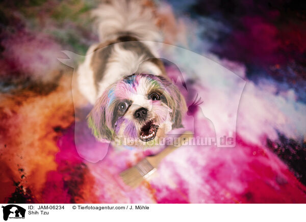 Shih Tzu / Shih Tzu / JAM-06234