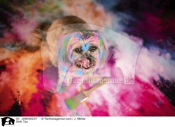 Shih Tzu / Shih Tzu / JAM-06237