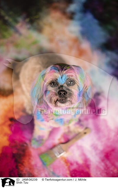 Shih Tzu / Shih Tzu / JAM-06239