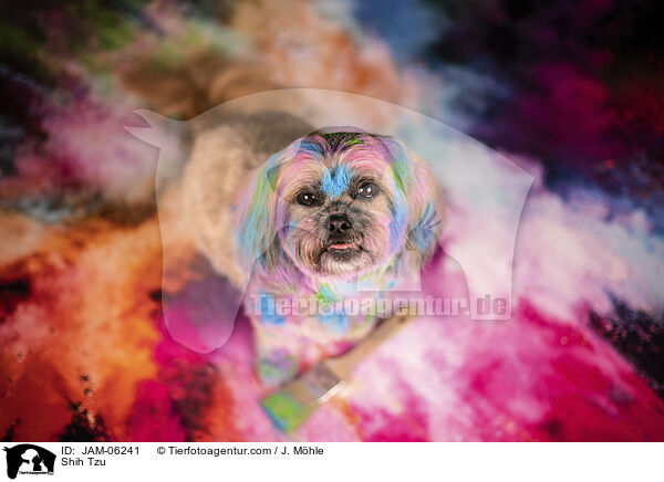 Shih Tzu / Shih Tzu / JAM-06241
