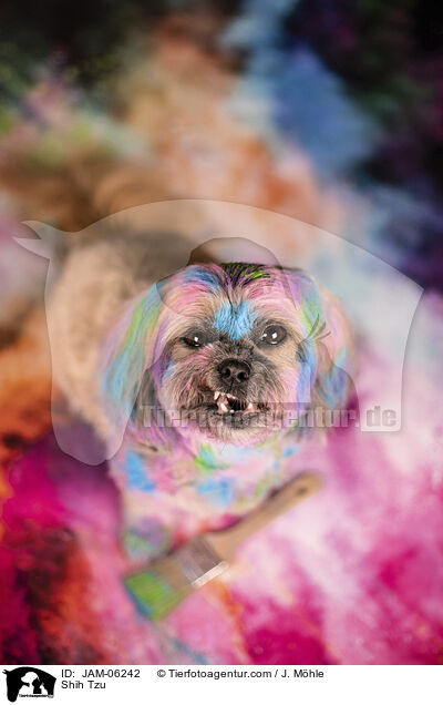 Shih Tzu / Shih Tzu / JAM-06242