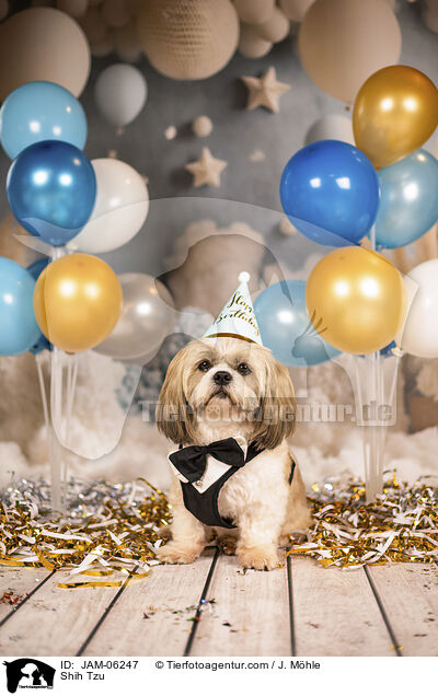 Shih Tzu / Shih Tzu / JAM-06247