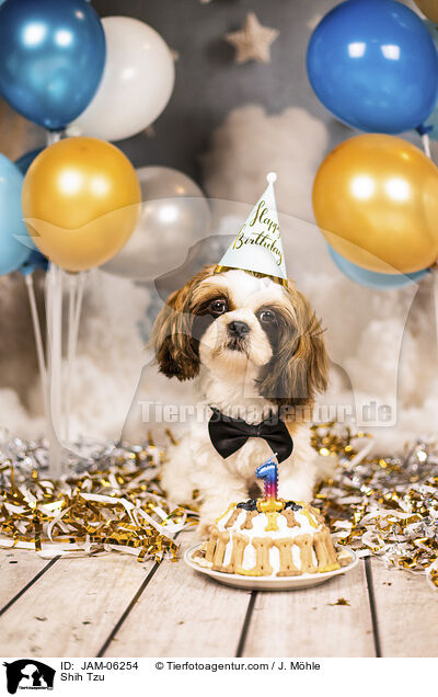 Shih Tzu / Shih Tzu / JAM-06254