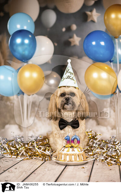 Shih Tzu / Shih Tzu / JAM-06255