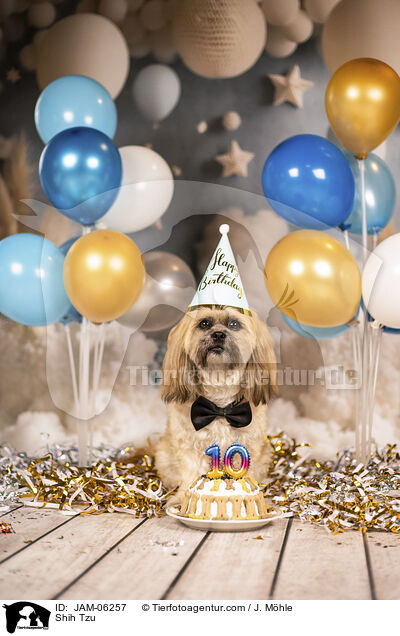 Shih Tzu / Shih Tzu / JAM-06257