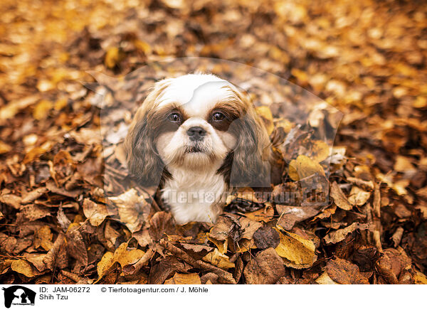 Shih Tzu / Shih Tzu / JAM-06272