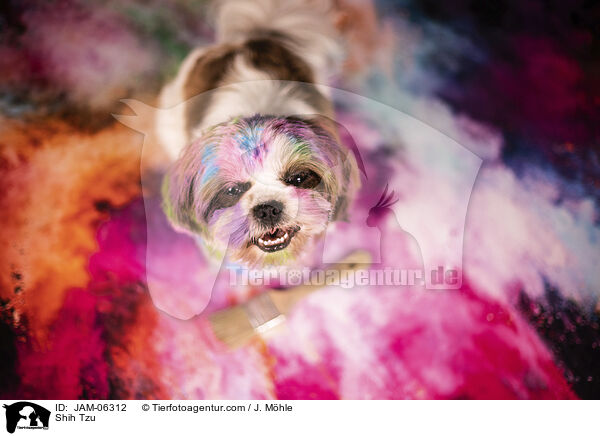 Shih Tzu / Shih Tzu / JAM-06312