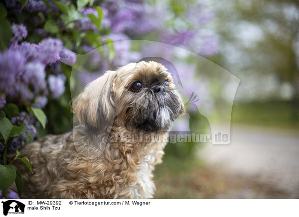 Shih Tzu Rde / male Shih Tzu / MW-29392