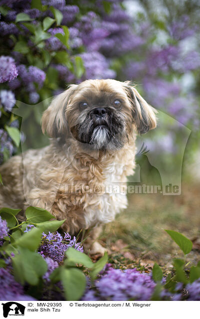 Shih Tzu Rde / male Shih Tzu / MW-29395