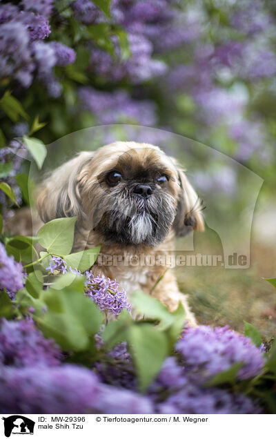 Shih Tzu Rde / male Shih Tzu / MW-29396