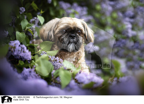 Shih Tzu R�de / male Shih Tzu / MW-29399
