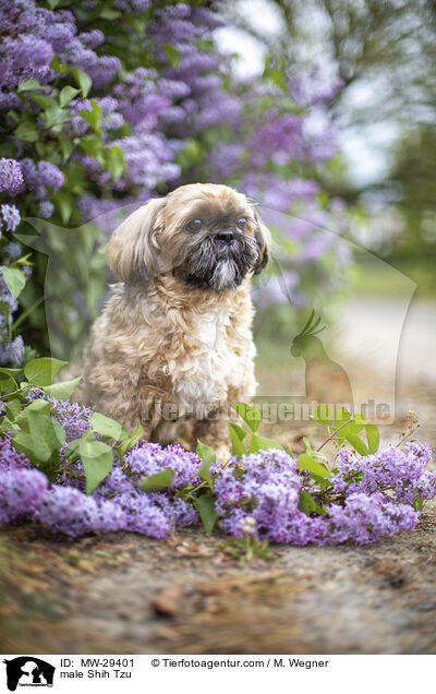 Shih Tzu Rde / male Shih Tzu / MW-29401