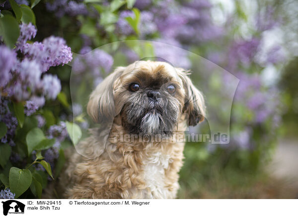 Shih Tzu Rde / male Shih Tzu / MW-29415