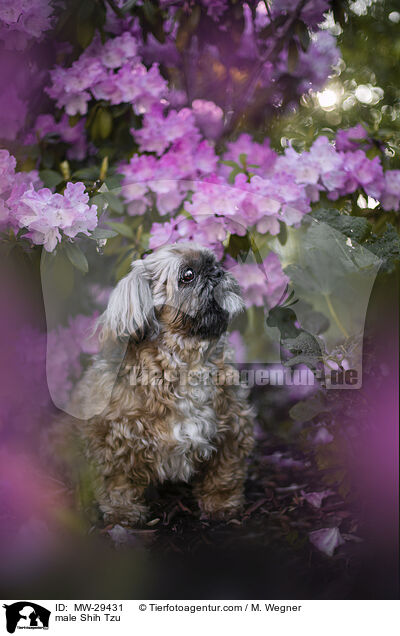 Shih Tzu Rde / male Shih Tzu / MW-29431