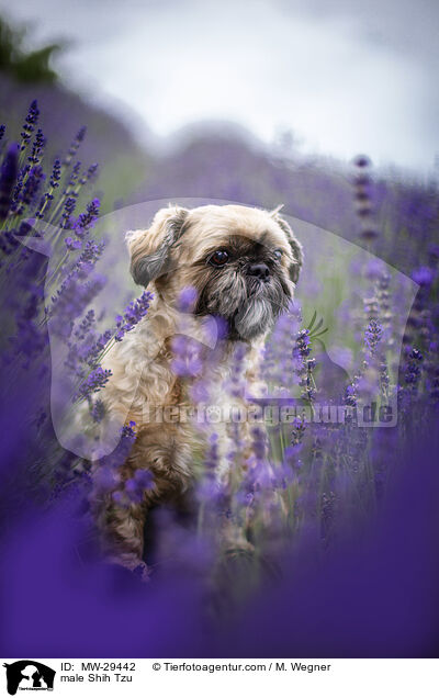 Shih Tzu Rde / male Shih Tzu / MW-29442
