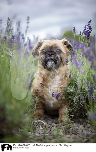 Shih Tzu Rde / male Shih Tzu / MW-29447