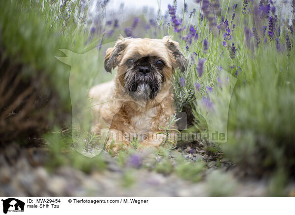 Shih Tzu Rde / male Shih Tzu / MW-29454