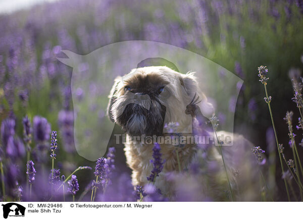 Shih Tzu Rde / male Shih Tzu / MW-29486