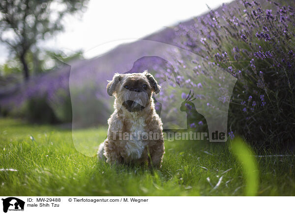 Shih Tzu Rde / male Shih Tzu / MW-29488