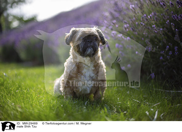Shih Tzu Rde / male Shih Tzu / MW-29489