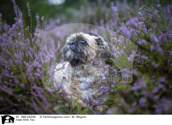 Shih Tzu Rde / male Shih Tzu / MW-29499