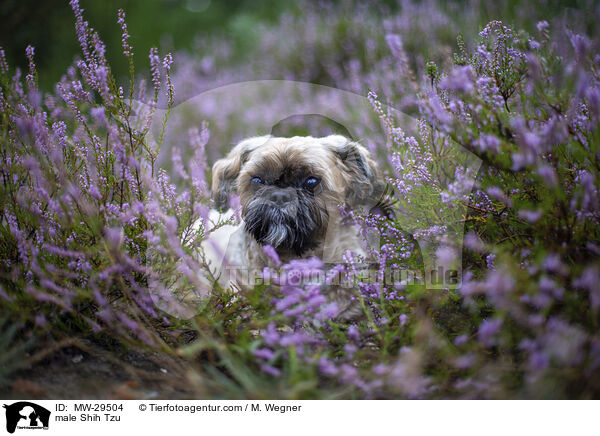 Shih Tzu Rde / male Shih Tzu / MW-29504