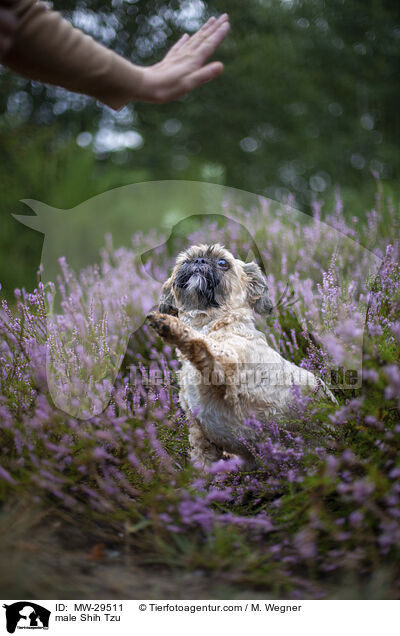 Shih Tzu Rde / male Shih Tzu / MW-29511
