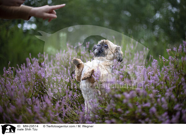 Shih Tzu Rde / male Shih Tzu / MW-29514