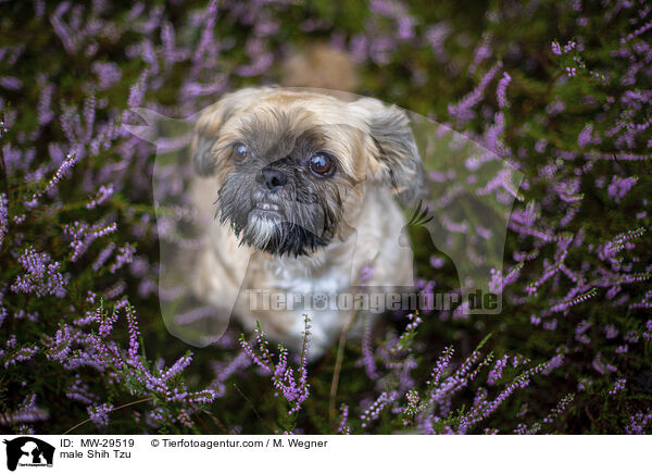 Shih Tzu Rde / male Shih Tzu / MW-29519