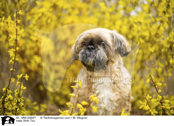 Shih Tzu Rde / male Shih Tzu / MW-29667