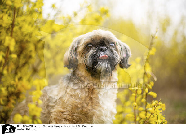 Shih Tzu Rde / male Shih Tzu / MW-29670