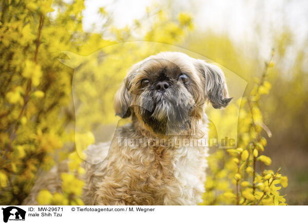Shih Tzu Rde / male Shih Tzu / MW-29671